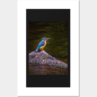 Kingfisher Posters and Art